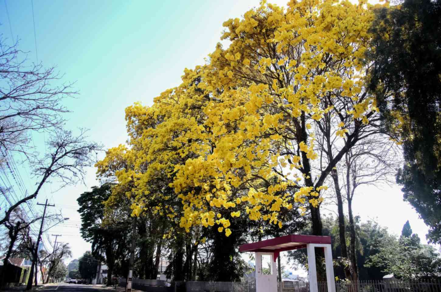 Apucarana abre consulta pública sobre arborização urbana