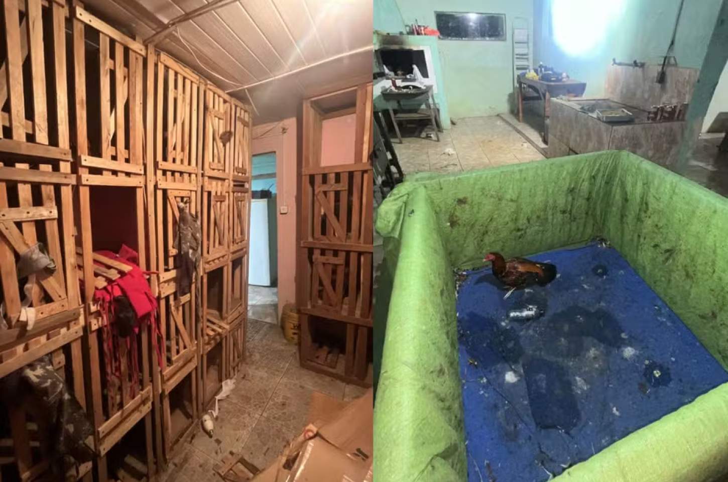 PM Ambiental aplica R$ 240 mil em multas por rinhas de galo no Paraná