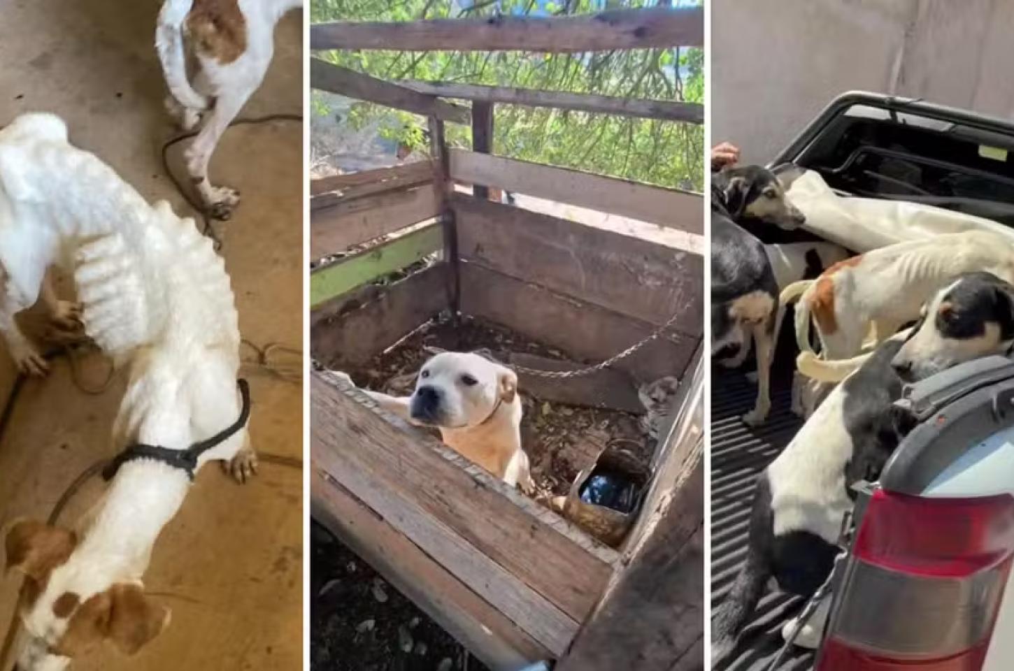 11 cães são resgatados de maus-tratos em Piraí do Sul