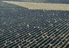 Paraná lidera investimentos em agricultura no Brasil