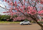 Cerejeiras do Japão florescem e transformam a paisagem de Apucarana