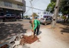 Prefeitura de Apucarana orienta população sobre plantio responsável de árvores nas calçadas