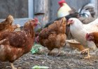 Ladrões invadem residência em Apucarana e furtam 14 galinhas durante a madrugada