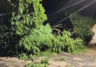 Prefeitura mobiliza equipes após temporal e atende ocorrências em diferentes regiões de Apucarana