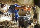 Apucarana sediará seminário com foco na qualidade e produtividade da pecuária de leite