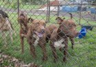 Cemsa investiga abandono de cães e reforça responsabilidade dos tutores