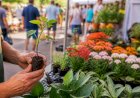 Expoflor une beleza das plantas e solidariedade em Apucarana a partir do dia 20