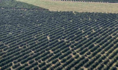 Paraná lidera investimentos em agricultura no Brasil