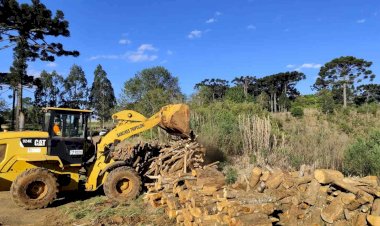 Supressão de árvores em rodovias: crime e prejuízo social