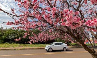 Cerejeiras do Japão florescem e transformam a paisagem de Apucarana