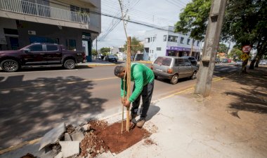 Prefeitura de Apucarana orienta população sobre plantio responsável de árvores nas calçadas
