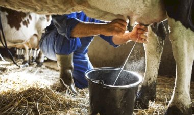 Apucarana sediará seminário com foco na qualidade e produtividade da pecuária de leite