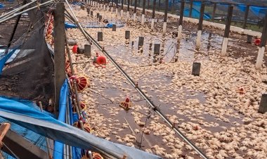 Produtor decide encerrar criação de frangos após temporal causar prejuízo de R$ 1,5 milhão em Apucarana