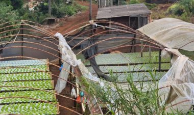 Levantamento parcial aponta R$ 3,3 milhões em prejuízos no setor agropecuário após temporal com granizo e ventos de até 125 km/h em Apucarana