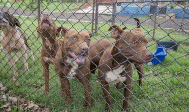 Cemsa investiga abandono de cães e reforça responsabilidade dos tutores