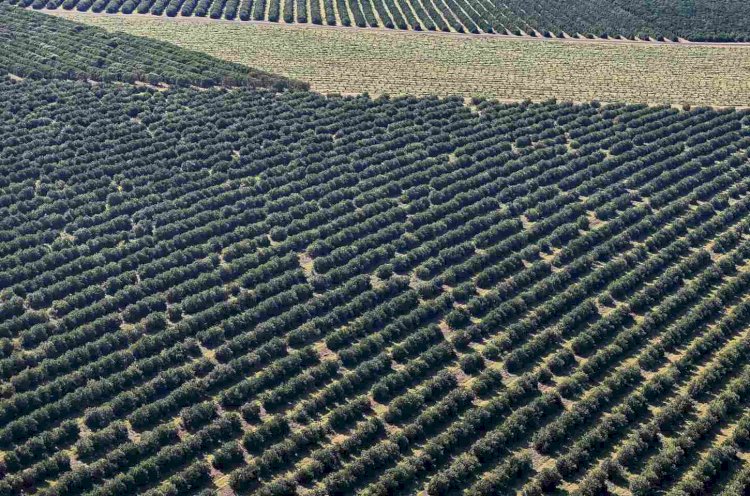 Paraná lidera investimentos em agricultura no Brasil
