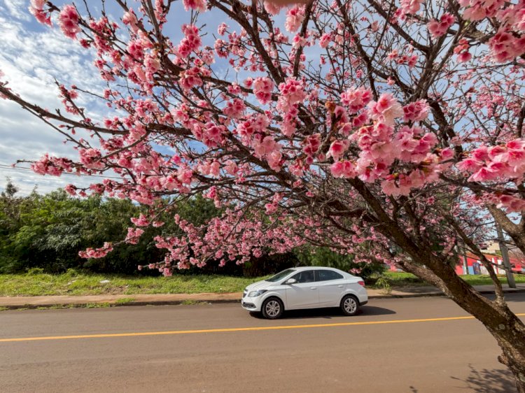 Cerejeiras do Japão florescem e transformam a paisagem de Apucarana