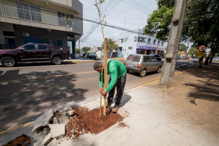 Prefeitura de Apucarana orienta população sobre plantio responsável de árvores nas calçadas