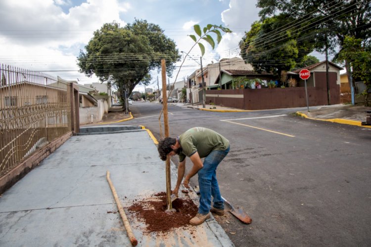 Prefeitura de Apucarana orienta população sobre plantio responsável de árvores nas calçadas