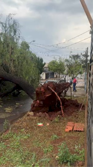 Prefeitura mobiliza equipes após temporal e atende ocorrências em diferentes regiões de Apucarana