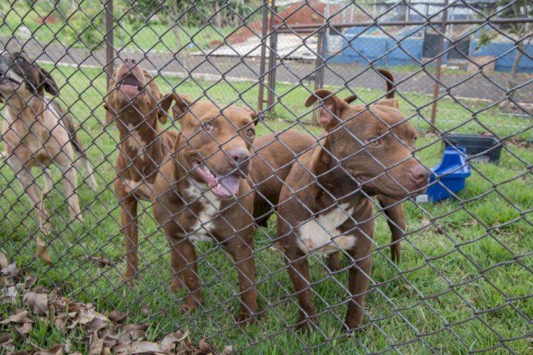 Cemsa investiga abandono de cães e reforça responsabilidade dos tutores