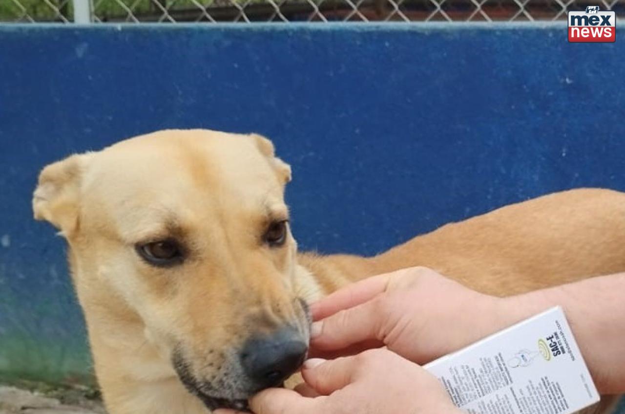 Prefeitura de Apucarana investe R$ 242 mil em medicamentos veterinários